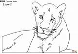 Coloring Lioness Lions Pages Printable Drawing Supercoloring Categories 334px 34kb sketch template