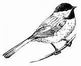Capped Chickadee sketch template