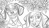 Coloring Pages Dog Fluffy Depression Animal Adults Hard Dogs Great Stress Printable Getcolorings Puppy Getdrawings Destress Destressing Colorings Template sketch template
