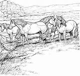 Horses Cavalos Curral Herd Mustang Colorir Cavalo Tudodesenhos Marinho Aquaman Negrinho Pastoreio Decoromah sketch template
