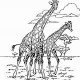 Girafe Dessin Giraffe Coloring Pages Visit Colorier sketch template