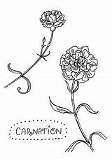Carnation Carnations Coloringsun sketch template