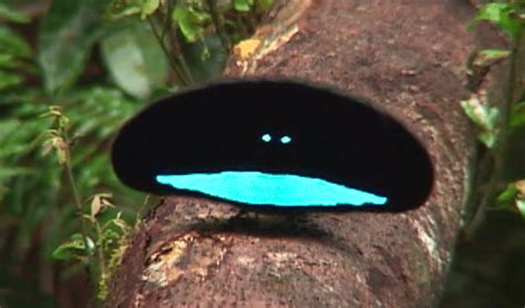 Discover More About These Vantablack Birds Of Paradise