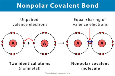 nonpolar covalent bond definition hot sex picture