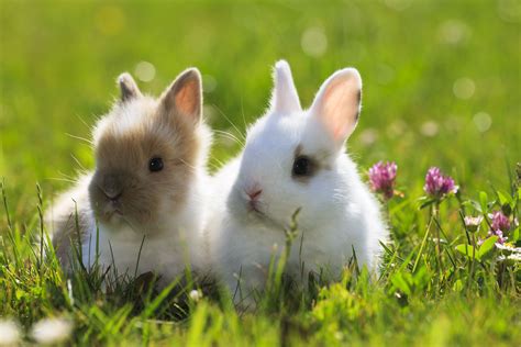 races de lapins