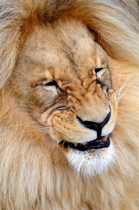 les animaux de la semaine lion pictures lion mane attraction