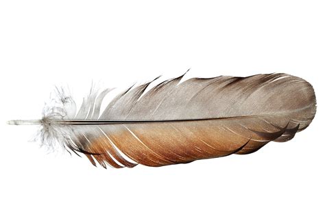 feather feather anatomy  function