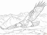 Eagle Soaring Zeearend sketch template
