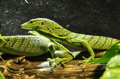types  pet lizards