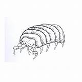 Woodlouse Drawing sketch template