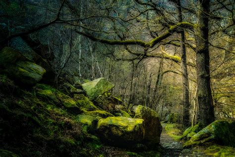 mystic forest foto bild deutschland europe sachsen anhalt bilder