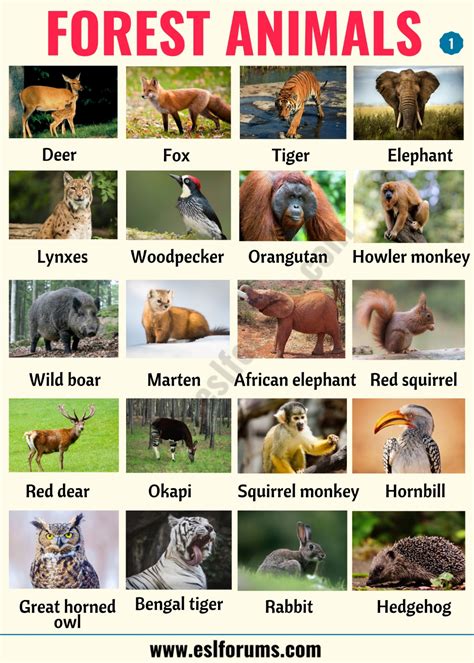 types  wild animals  shown   poster