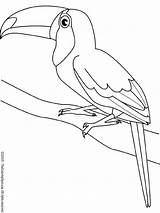 Vogels Pages Bird Toucan Dieren sketch template