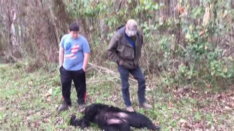 fwc bear found on capital circle hit by vehicle