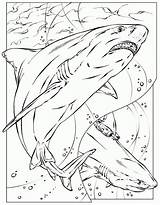 Shark Coloring Pages Megalodon Printable Color Basking Print Animals Adult Kids Realistic Sheet Colouring Adults Great Nurse Bruce Sheets Animal sketch template