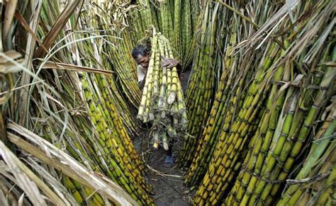 Sugarcane Development Programme Under Nfsm Commercial Crops For