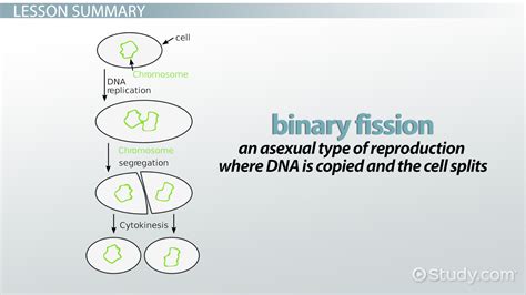 binary fission definition steps and examples video and lesson