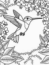 Hummingbird Throated Coloring Ruby Drawing Humming Pages Bird Getdrawings Colouring sketch template