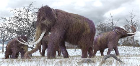 prehistoric teeth unlock clues  mammoth diets natural history museum