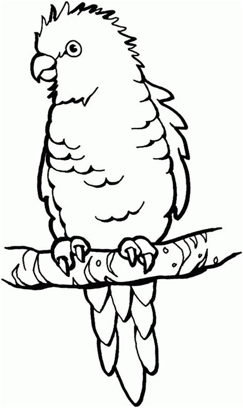 birds insects  coloring pages  images  pinterest