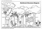 Rainforest Diagram Trees Structure Forest Worksheet Draw Plants Tree Ecosystem Worksheets Plant Tropical Habitat Kindergarten Parts Drawing Coloring Animals Amazon sketch template