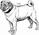 Coloring Pages Dog Pug Puppy Drawing Mastiff Line Printable Color Drawings Colouring Breed Kids Collie Clipart Draw Domain Dogs Public sketch template