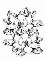 Magnolias Bestcoloringpagesforkids Marigold sketch template