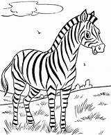 Coloring Pages Zebra Cute Animal Baby Colouring Animals Color Printable Zebras Jungle Face Getcolorings Safari Realistic Kids Print Preschool Pattern sketch template