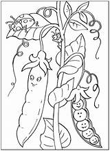 Coloring Pages Pea sketch template