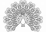 Peacocks Simple sketch template