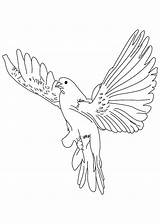 Dove Coloring Getcolorings Color Pages sketch template