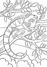 Iguana Coloring Sits Branch Tree Cute Pages Activity Education sketch template