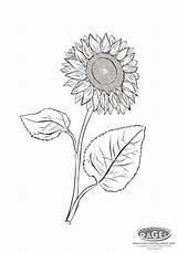 Kolorowanki Druku Dzieci Sunflowers Kolorowanek sketch template
