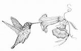 Hummingbird Kyle Peron Bird sketch template