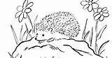 Porcupine Coloring Pages Getcolorings Printable Cute sketch template