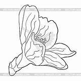 Blossoms Illustratio Almond sketch template