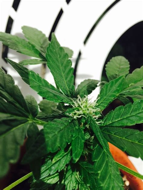 psychedelia  mini cannabis plant jerald