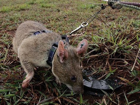 meet  landmine detecting giant rats  cambodia breitbart