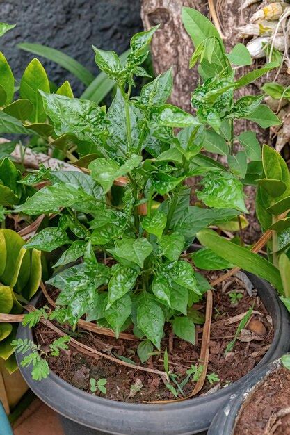 premium photo pepper plant leaves