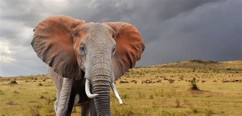 afrikaanse olifant lees alles  de afrikaanse olifant op wild van freeknl