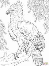 Harpy Aquila Perched Supercoloring Arpia Pagine Disegnare Fresco Designlooter sketch template