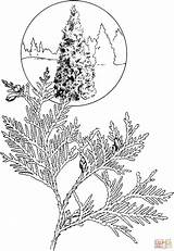 Coloring Cedar Pages Tree Drawing Western Red Thuja Fir Template Getdrawings Templates Sequoia sketch template