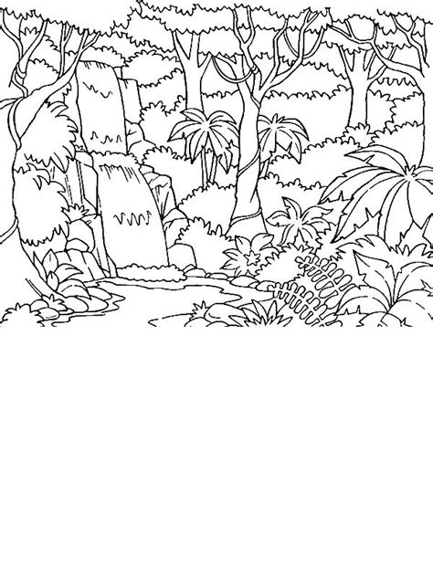 beautiful rainforest coloring page  years  coloring pages