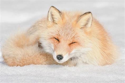 japan hokkaido red fox image id  image abyss