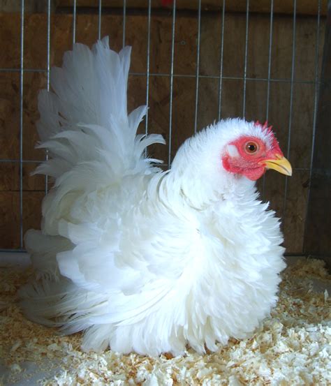 Japanese Bantam For Sale Chickens Breed Information