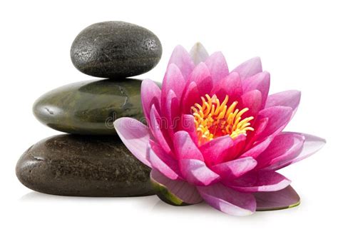 pink lotus  spa stones stock image image  massage