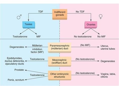 11 Best Ch 2 Fetal Development Images On Pinterest Determination 9