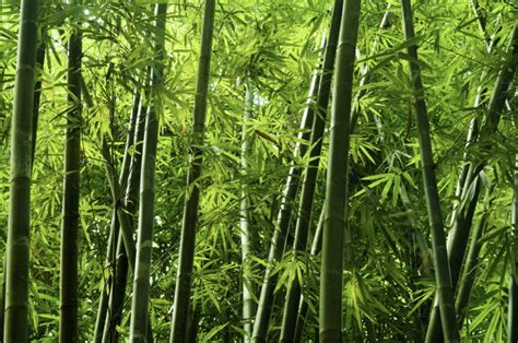 growing bamboo rokn yugen soul