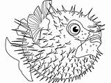 Fish Puffer Coloring Pages Blowfish Sea Detailed Template Squab Defending Himself Spine Colouring Printable Color Kids Animal Crafts Getcolorings Choose sketch template