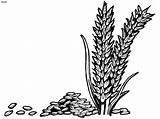 Wheat Rice Colouring Coloring Clipart Grains Pages Plant Drawing Outline Vector Grass Cliparts Grain Clip Book Designs Corner Library Clipground sketch template